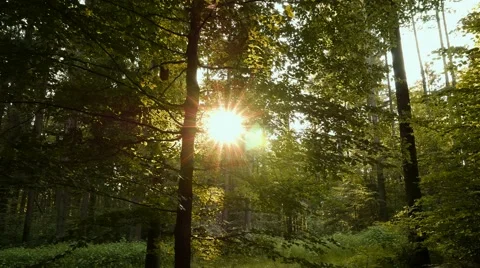 Forest at Sunset, bugs flying by. Video stock 67102321