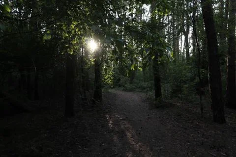 Forest at sunset, dark forest Stock Photos