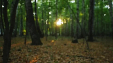 Forest Sunset Defocused Stock Footage 273008147