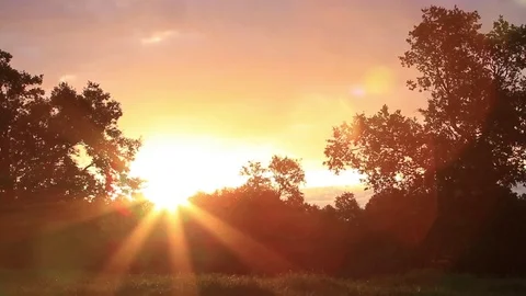 Forest sunset Video stock 77048935