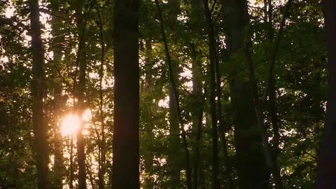 Forest Sunset Stock Footage 78580101
