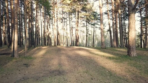 In the forest before sunset 库存影片 90557756