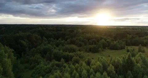 Forest at sunset Stock Footage 95063370
