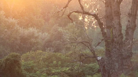 Forest at sunset Stock Footage 95500684