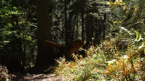 Forest at sunset Stock Footage 121745954