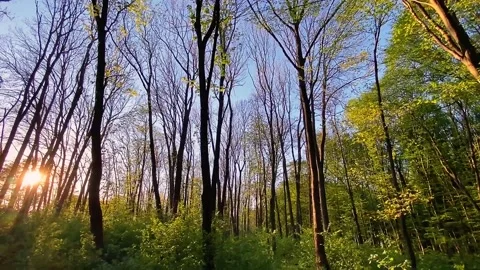 Forest sunset Stock Footage 153969305