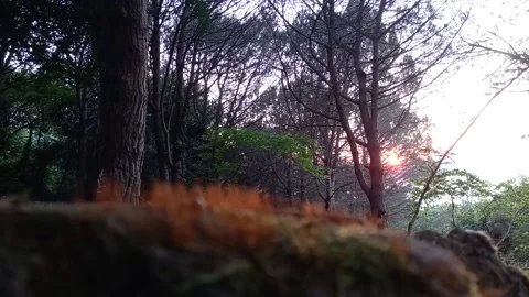 Forest Sunset Stock Footage 158453996