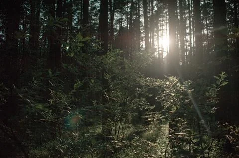Forest at sunset. Forest landscape at sunset Stock Photos