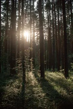 Forest at sunset. Forest landscape at sunset Stock Photos