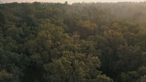 Forest at sunset in the haze. The camera moves up. Aerial view Stock Footage 77166023