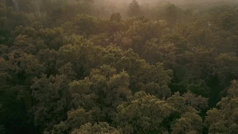 Forest at sunset in the haze. The camera is moving forward. Aerial view Video stock 77166106