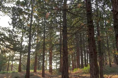 Forest in a sunset light Fotos de archivo