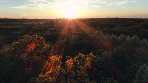 Forest sunset - light touching treetops Video stock 75928286