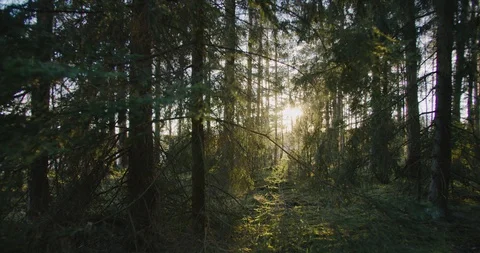 Forest at sunset. Nature. Sunset. Stock Footage 128526330