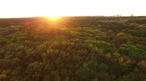Forest Sunset Over Green Trees Stock Footage 64067485