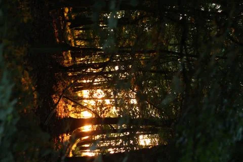 Forest Sunset Fotos de archivo