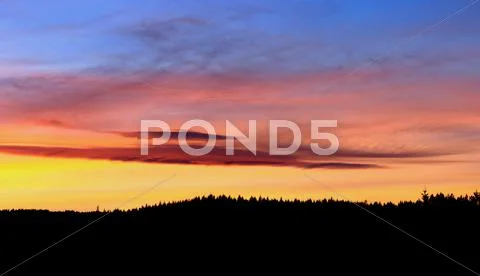 Forest in sunset Stock Photos