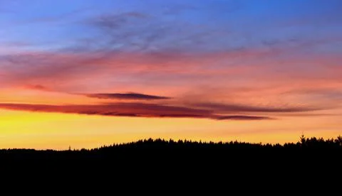 Forest in sunset Stock Photos