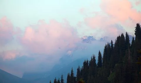 Forest at Sunset Stock Photos