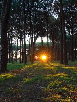 Forest Sunset Stock Photos