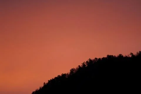 Forest at sunset. Stock Photos