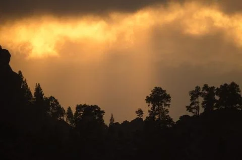 Forest at sunset. Stock Photos