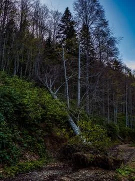 Forest at sunset Stock Photos