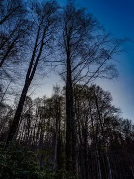 Forest at sunset Stock Photos
