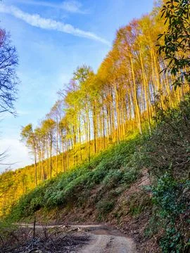 Forest at sunset Foto stock