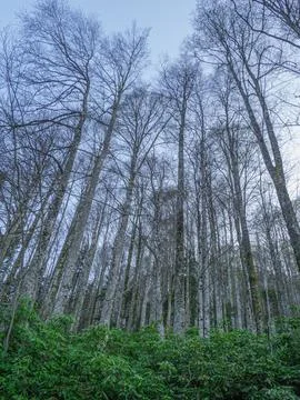 Forest at sunset Stock Photos