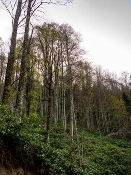 Forest at sunset Stock Photos