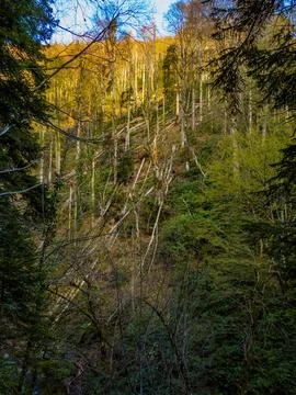 Forest at sunset 库存照片
