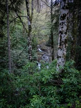 Forest at sunset Stock Photos