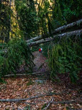 Forest at sunset Stock Photos
