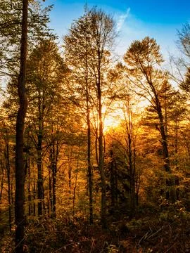 Forest at sunset Stock Photos