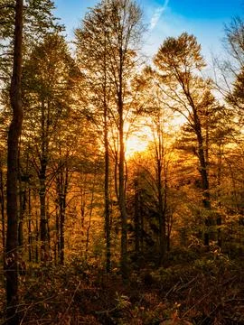 Forest at sunset 스톡 사진