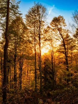 Forest at sunset Stock Photos