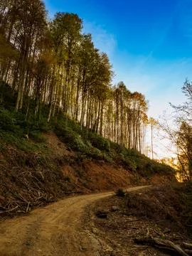 Forest at sunset Stock Photos