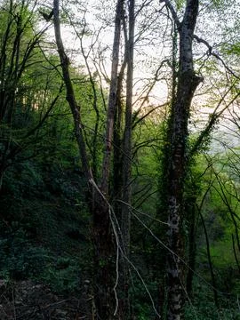 Forest at sunset Stock Photos