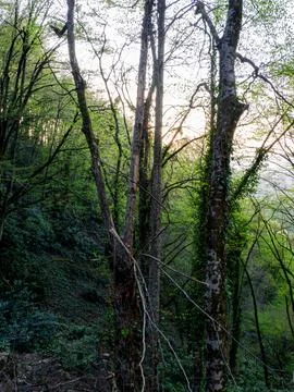 Forest at sunset Stock Photos