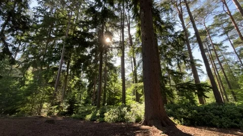 Forest on a sunset - pines Stock Footage 312718222