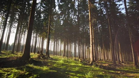 Forest at sunset POV walking shot with sun flares Stock Footage 157653977