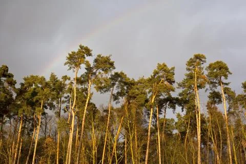Forest in sunset with rainbow Stock Photos