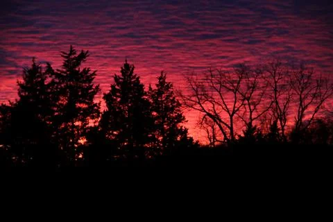 Forest Sunset Silhouette Stock Photos