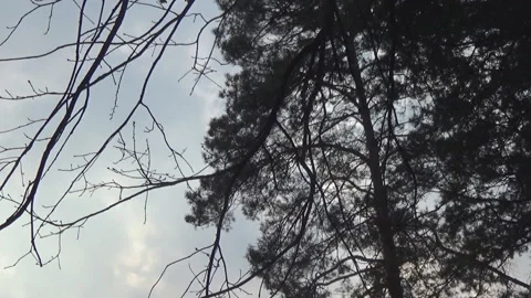 Forest at sunset, sky Video stock 106086183