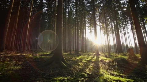 Forest at sunset with sun flare pan right Vídeo Stock 157653543