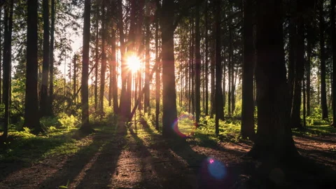 Forest in sunset sun rays. 動画素材 155439140