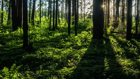 Forest in sunset sun rays. 動画素材 155783505