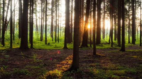 Forest in sunset sun rays. 動画素材 168795476