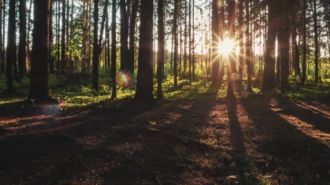 Forest in sunset sun rays. Stock Footage 169210199